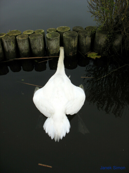 Der Höckerschwan (Cygnus olor) hatte wahrscheinlich nach dem reichlichen Aufwuchs (Bewuchs der Pfähle) an den Holzpfählen gegründelt. Als die Luft knapp wurde, wollte er auftauchen. Dabei verkeilte sich sein Kopf zwischen den beiden Pfählen und er erstickte. Die Pfähle sind Teil von Lahnungen, die als Schutz für das Schilf vor starkem Wellenschlag installiert wurden. Leider ist dieser Vorfall an den Lahnungen kein Einzelfall …

Aufnameort: Templiner See Potsdam
Kamera: Canon PowerShot A610