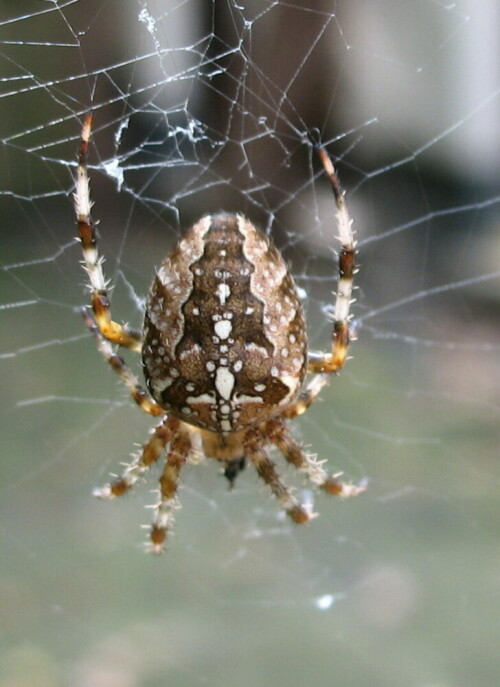 gartenkreuzspinne-araneus-diadematus-9365.jpeg