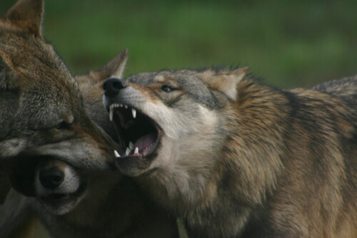 Soziale Kontakte werden gepflegt

Aufnameort: Wildpark Schorfheide
Kamera: EOS 300D