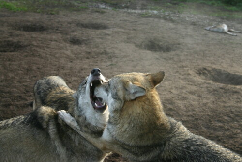 Kontaktpflege

Aufnameort: Wildpark Schorfheide
Kamera: EOS 300D