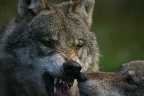 Hier wird klar gemacht, wer hier das Sagen hat

Aufnameort: Wildpark Schorfheide
Kamera: EOS 300D