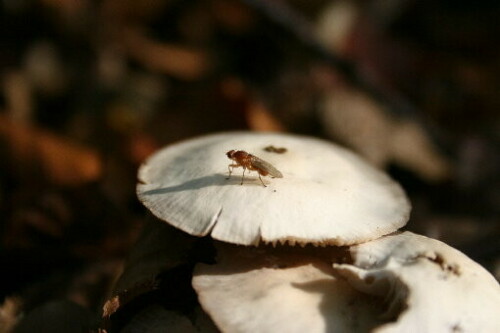 Den Schatten dieser Fliege auf dem Pilz, kam nur zur Geltung, da die Sonne sehr tief stand.

Aufnameort: Nymphenburger Schlosspark München
Kamera: CANON EOS 350D