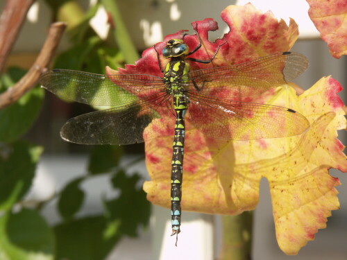 libelle-im-oktober-1152.jpeg