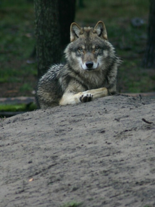 wolf-mit-einem-jahr-16188.jpeg