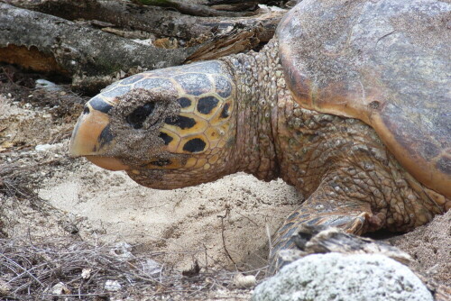 Auf der Szu den Seychellen gehörenden Insel Cousin fanden wir dieses Weibchen der Echten Karrett-Schildkröte Eretmochelys imbricata bei der Eiablage. Das Tier war in Trance, deswegen konnten wir uns vorsichtig nähern, ohne es zu stören. Später lief das Tier zum Strand und verschwand eilig im Indischen Ozean.

Aufnameort: Cousin / Seychellen
Kamera: Ricoh Caplio