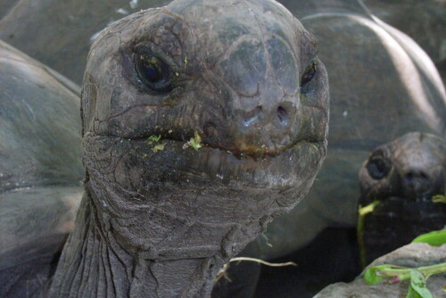 Die Seychellen-Riesenschildkröte Geochelonia gigantea wurde fast ausgerottet. Die auf den inneren Seychellen-Inseln lebenden Tiere stammen vom Aldabra-Atoll. Auf Cousin leben die Tiere wieder in Freiheit und reproduzieren wieder. Allerdings müssen die Jungtiere vor den räuberischen Landkrabben geschützt werden. Die Tiere können 200 Jahre alt und mehrere Zentner schwer werden.

Aufnameort: La Digue, La Reunion-Estat / Seychellen
Kamera: Ricoh Caplio