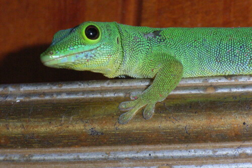 Dieser Taggecko bewohnte die Terrasse unseres Ferienhäuschens auf der Insel La Digue. Taggeckos sind Tagaktiv und haben eine runde Pupille

Aufnameort: La Digue, Chateau St.Cloud / Seychellen
Kamera: Ricoh Caplio