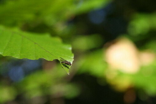 Diese Fliege lief ein paar mal im Kreis und flog dann ab.

Aufnameort: Nymphenburger Schlosspark München
Kamera: CANON EOS 350D