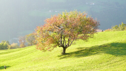 In Südtirol wirken die Farben des Herbstes noch intensiver als bei uns in Deutschland.

Aufnameort: Verdins (Schenna bei Meran / Südtirol)
Kamera: Panasonic DMC-TZ1