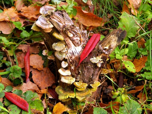 Ein Baumstumpf, den herbstliches Blattwerk und Pilze zieren.
Aufgenommen in unserem Garten.

Aufnameort: Steinwenden/Rh-Pfalz
Kamera: Olympus E 500