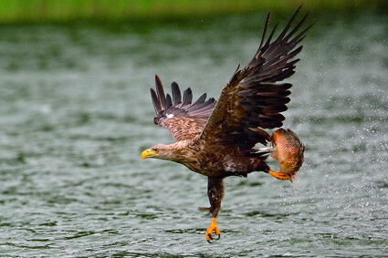 Seeadler

<br> 

<br>Die Aufnahme belegte den 13. Platz im Wettbewerb "Faszination Vogel". 

<DIV style="border: 1px solid #87CA3D; margin: 10px; padding: 10px;">Der Foto-wettbewerb "Faszination Vogel"</b><BR><BR> 
<i>Anlässlich der diesjährigen 140. Jahrestagung der Deutschen Ornithologen-Gesellschaft in Gießen (28.9.-3.10.07) veranstaltete die Hessische Gesellschaft für Ornithologie und Naturschutz e.V. (HGON) als ausrichtender Fachverband einen Fotowettbewerb zum Thema „Faszination Vogel“. Beim Wettbewerb prämiert wur-den Bilder, die die Faszination und Begeisterung an Vögeln vermitteln. Die Fotos sollen Interesse an der Vogelkunde wecken und den Betrachter gewinnen, unsere einheimischen Vögel und ihre Lebensräume zu erhalten. Die Schirmherrschaft hat Carl-Albrecht von Treuenfels übernommen. 

<br>Alle Siegerbilder können hier angesehen werden:</i><BR><a href=http://www.hgon.de/dog/foto_gewinner.htm >www.hgon.de/dog/foto_gewinner.htm</a></DIV>

<br>Mehr Infos zur HGON und DO-G unter <a href=http://www.hgon.de >www.hgon.de</a> bzw. <a href=www.do-g.de >www.do-g.de</a>



