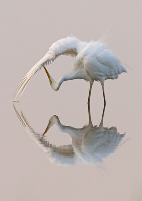 Silberreiher (Casmerodius albus, Egretta alba) bei der Gefiederpflege.

<br> 

<br>Die Aufnahme gewann den Publikumspreis und belegte den 7. Platz der Jurywertung im Wettbewerb "Faszination Vogel". 

<DIV style="border: 1px solid #87CA3D; margin: 10px; padding: 10px;">Der Foto-wettbewerb "Faszination Vogel"</b><BR><BR> 
<i>Anlässlich der diesjährigen 140. Jahrestagung der Deutschen Ornithologen-Gesellschaft in Gießen (28.9.-3.10.07) veranstaltete die Hessische Gesellschaft für Ornithologie und Naturschutz e.V. (HGON) als ausrichtender Fachverband einen Fotowettbewerb zum Thema „Faszination Vogel“. Beim Wettbewerb prämiert wurden Bilder, die die Faszination und Begeisterung an Vögeln vermitteln. Die Fotos sollen Interesse an der Vogelkunde wecken und den Betrachter gewinnen, unsere einheimischen Vögel und ihre Lebensräume zu erhalten. Die Schirmherrschaft hat Carl-Albrecht von Treuenfels übernommen. 

<br>Alle Siegerbilder können hier angesehen werden:</i><BR><a href=http://www.hgon.de/dog/foto_gewinner.htm >www.hgon.de/dog/foto_gewinner.htm</a></DIV>

<br>Mehr Infos zur HGON und DO-G unter <a href=http://www.hgon.de >www.hgon.de</a> bzw. <a href=www.do-g.de >www.do-g.de</a>


Aufnameort: Ilkerbruch bei Wolfsburg, NABU-Beobachtungsstand
Kamera: Canon EOS 30D mit 800 mm Brennweite