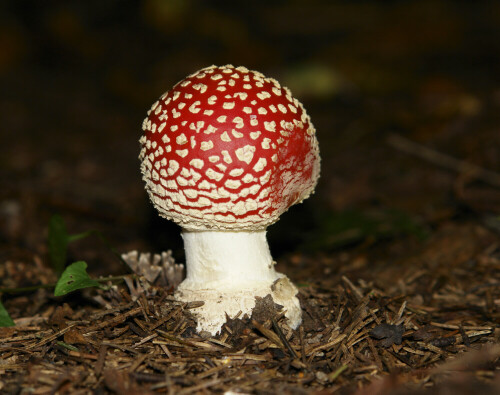 Fliegenpilz in einem Wald in der Nähe von Moskau

Aufnameort: Aprelivka/Moskau, Russland
Kamera: Sony DSC-R1