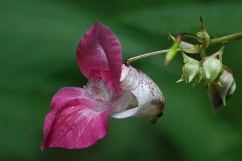 Das aus Indien stammende Drüsige Springkraut besitzt zwar sehr ansprechende Blüten, die auch gern von Hummeln angeflogen werden, es verdrängt an vielen Ufern aber sehr agressiv die einheimische Flora.

Aufnameort: Freiburg i. Br.
Kamera: Nikon D300