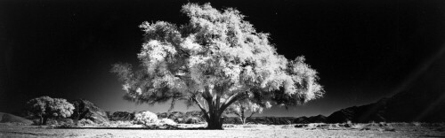 

Aufnameort: Kaokoland Namibia
