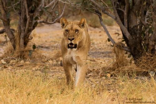 

Aufnameort: Savuti - Botswana
Kamera: CANON 1D-MkII mit SIGMA 170-500mm