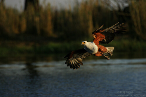 schreiseeadler-african-fish-eagle-694.jpeg
