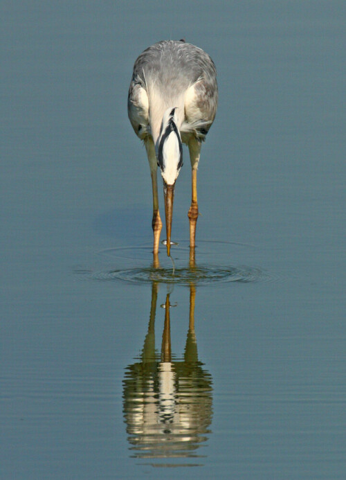 Ein Graureiher (Ardea cinerea) mit einem erbeuteten kleinen Fisch.

Aufnameort: Bansleben bei Schöppenstedt in Niedersachsen, NABU-Beobachtungsstand
Kamera: Canon EOS 30D mit 800 mm Brennweite