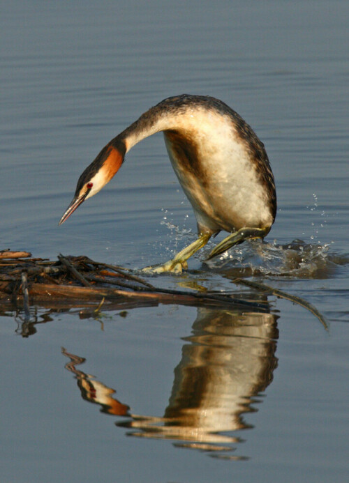 Ein Haubentaucher (Podiceps cristatus) springt auf sein Nest.

Aufnameort: Bansleben bei Schöppenstedt in Niedersachsen, NABU-Beobachtungsstand
Kamera: Canon EOS 30D mit 800 mm Brennweite