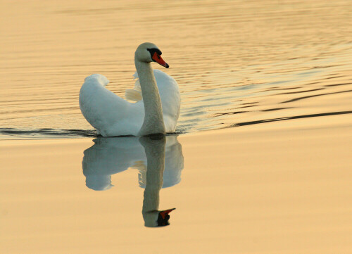 Ein Höckerschwan (Cygnus olor) im Morgenlicht.

Aufnameort: Ilkerbruch bei Wolfsburg, NABU-Beobachtungsstand
Kamera: Canon EOS 30D mit 800 mm Brennweite