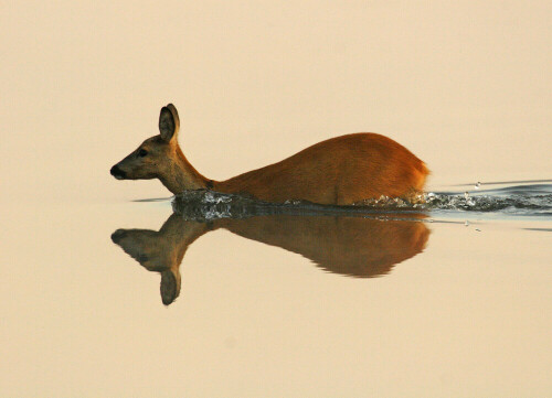 Für ein Reh (Capreolus capreolus) ist Wasser kein Hindernis.

Aufnameort: Ilkerbruch bei Wolfsburg, NABU-Beobachtungsstand
Kamera: Canon EOS 20D mit 800 mm Brennweite