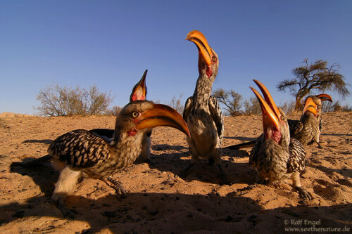 Neugierig ohne Ende

Aufnameort: Mabuasehube Game Reserve - Botswana
Kamera: CANON D60 mit Tokina 12 - 24mm