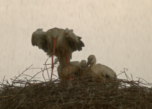 Ein Weißstorch (Ciconia ciconia) stellt sich bei einem Hagelschauer schützend vor seine Jungen.

Aufnameort: Nisthilfe in den Düpenwiesen bei Wolfsburg
Kamera: Canon EOS 10D mit 800 mm Brennweite