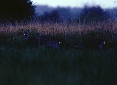 Eine Ricke (Capreolus capreolus) mit zwei großen Kitzen beim nächtlichen Äsen.

Aufnameort: Ewiges Meer, Ostfriesland
Kamera: Nikon F4, 4/500 IF ED, TC14A, Teleblitz