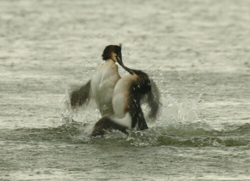 Zwei Haubentaucher (Podiceps cristatus) bei einer Revierauseinandersetzung im strömenden Regen.

Aufnameort: Ilkerbruch bei Wolfsburg, NABU-Beobachtungsstand
Kamera: Canon EOS 20D mit 800 mm Brennweite