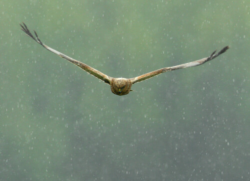 Eine Männchen der Rohrweihe (Circus aeruginosus) im Suchflug bei abklingendem Regen.

Aufnameort: Ilkerbruch bei Wolfsburg, NABU-Beobachtungshütte
Kamera: Canon EOS 20D, 800 mm Brennweite