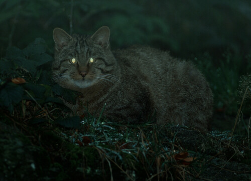 

Aufnameort: Tiergehege Nationalpark Bayerischer Wald
Kamera: Nikon F4 mit 4/500 IF ED, Teleblitz