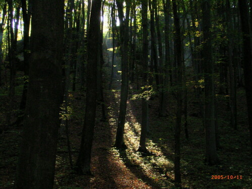 spotlight-im-wald-1023.jpeg