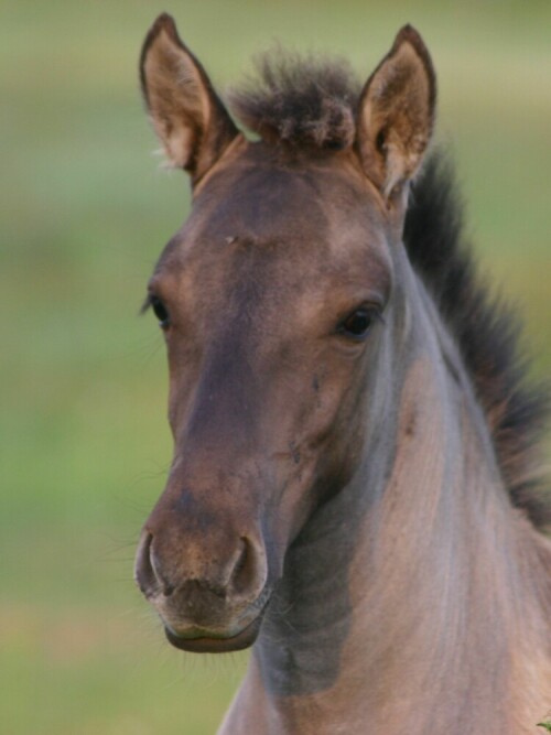 konikfohlen-osteuropaische-ponyrasse-870.jpeg