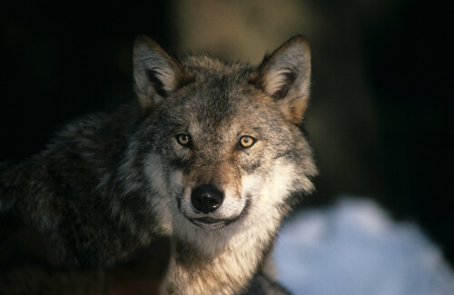 

Aufnameort: Tierpark Lohberg, bayerischer Wald
Kamera: Minolta, Dynax 7