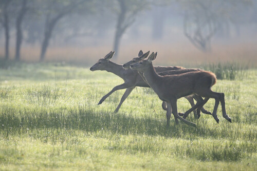 

Aufnameort: Wildpark Dülmen
Kamera: EOS Mark IIN