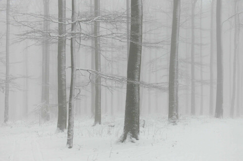 winterwald-2606.jpeg