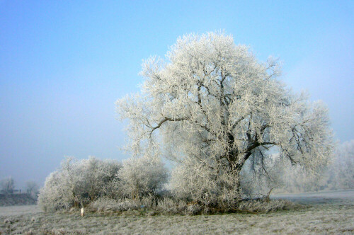 raureif-verzaubert-die-landschaft-1016.jpeg