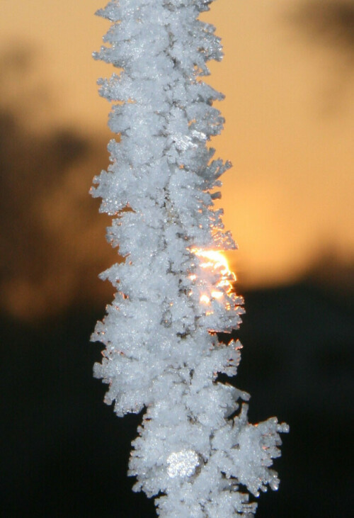 Am 21.12.2007 hatten wir einen feucht-frostigen Morgen.
Dadurch wurden alles mit einer millimeterdicken Eiskruste überzogen. Als dann die Sonne erwachte fehlte nicht viel für gute Bilder

Aufnameort: NRW, Neuss im Naturschutzgebiet zwischen Erft und Gilbach
Kamera: Canon EOS 400D