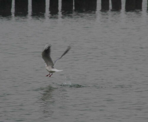 

Aufnameort: Heiligendamm
Kamera: Canon Eos 350D