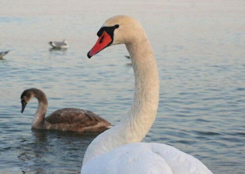 vater-schwan-5277.jpeg