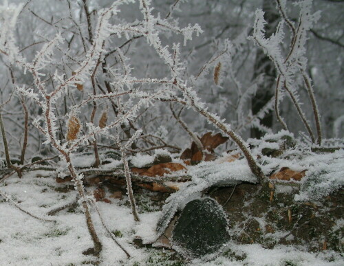 Bei einem Spaziergang durch den Wald bei Marburg am 24.12.2007 verzauberte uns die verzauberte Natur

Aufnameort: Marburg/Lahn, am Ortenberg
Kamera: Canon Powe Shot A620; 1/60; 2,8; 7,3mm