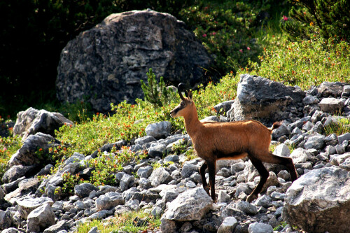 Im Gamsgebirg

Aufnameort: Guffert
Kamera: Nikon D50