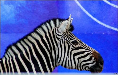 Zebra Saarbrücker Zoo

Aufnameort: Saarbrücken
Kamera: Nikon D50