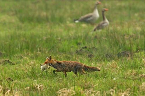 fuchs-du-hast-die-gans-gestohlen-905.jpeg