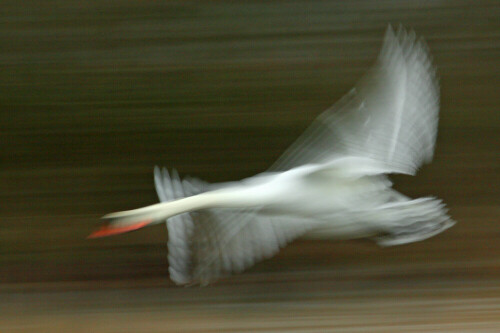 Ein Höckerschwan (Cygnus olor) im Vorbeiflug, dabei ist das charakteristische Schlaggeräusch der Flügel zu hören.

Aufnameort: Wolfsburg, Ilkerbruch-See (NABU-Beobachtungsstand)
Kamera: Canon EOS 30D mit 800 mm Brennweite