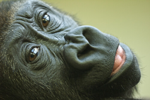 Gorillla N'Bia in der Menschenaffenaufzuchtstation der Wilhelma. Dort werden junge Gorillas aus ganz Europa, die aus verschiedenen Gründen nicht in der Familiengruppe aufwachsen können, zusammen mit Schicksalsgenossen bis zum Alter von ca 4 Jahren großgezogen. Anschließend wird versucht, die weiblichen Gorillas in Familiengruppen in anderen Zoos zu integrieren. Die männlichen Gorillas werden in Jungesellengruppen gegeben. Wenn sie erwachsen sind, können sie, wenn sie Glück haben und der Zuchtbuchführer eine geeignete Gruppe findet, dort als Silberrücken zum "Boss" werden. N'Bia kann dies nicht mehr - er ist in der Jungesellengruppe Mitte 2008 verstorben.

Aufnameort: DEU, BW, Stuttgart, Wilhelma
Kamera: Nikon D70, Sigma APO-Macro 180/3,5D