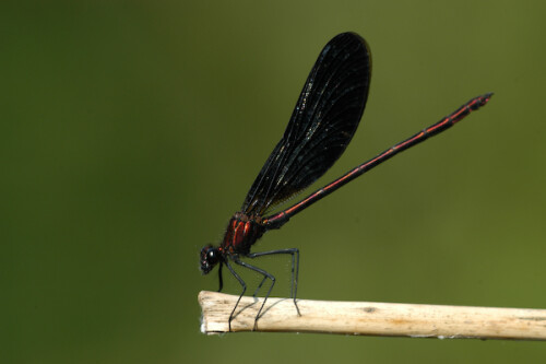 

Aufnameort: FRA, Bouche-du-Rhone(13), Crau
Kamera: Nikon D100, Sigma APO-Macro 180/3,5D