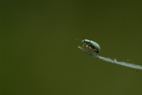 Phyllobius argentatua

Aufnameort: FRA, Alpes-de-Haute-Provence(04), Moustiers-Sainte-Marie
Kamera: Nikon D70, Sigma APO-Macro 180/3,5D, Blitz