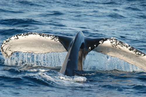 Bei einer Whale-watching Tour vor Fraser Island konnten wir über einen Zeitraum von etwa  45 Minuten drei neugierige Buckelwale beobachten , die unter unserem Boot durchtauchten. Nur ganz selten war die Fluke so gut zu sehen wie hier.

Aufnameort: AUS, Queensland, bei Fraser Island
Kamera: Nikon D100, Sigma 50-500 bei 270mm