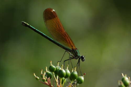 

Aufnameort: FRA, Bouche-du-Rhone(13), Crau
Kamera: Nikon D100, Sigma APO-Macro 180/3,5D